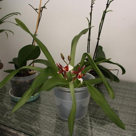 House Of Orchids With Patio Apartment Vila Real de Santo António Екстериор снимка
