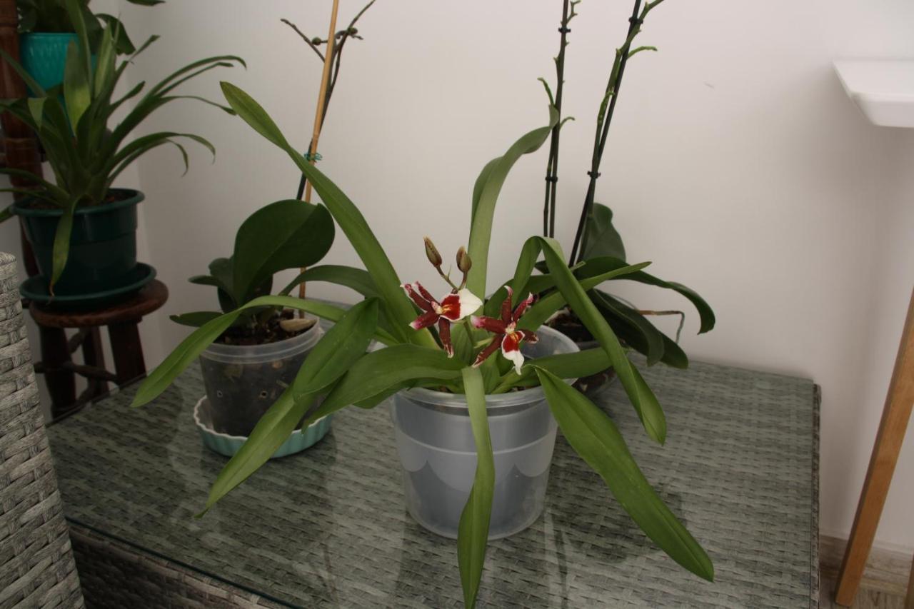 House Of Orchids With Patio Apartment Vila Real de Santo António Екстериор снимка