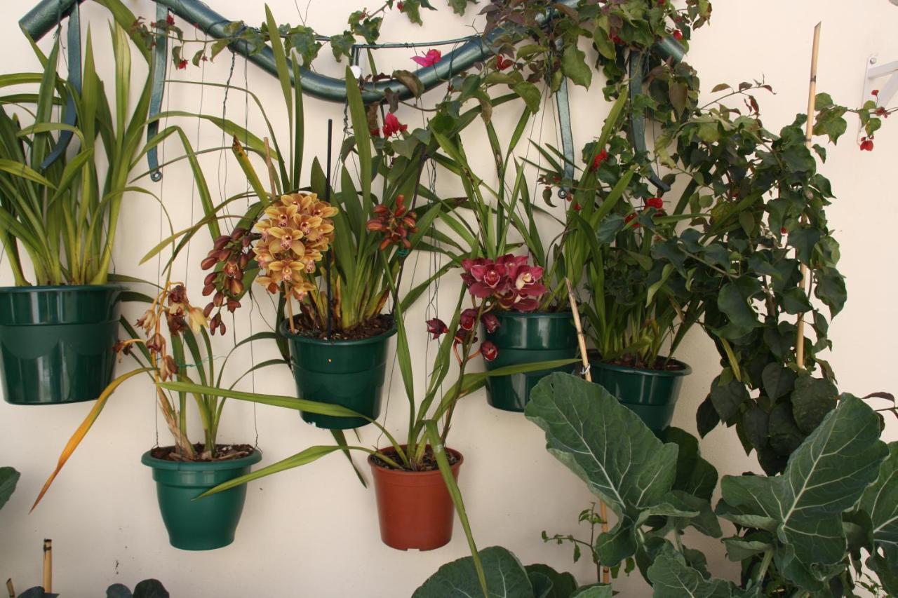 House Of Orchids With Patio Apartment Vila Real de Santo António Екстериор снимка